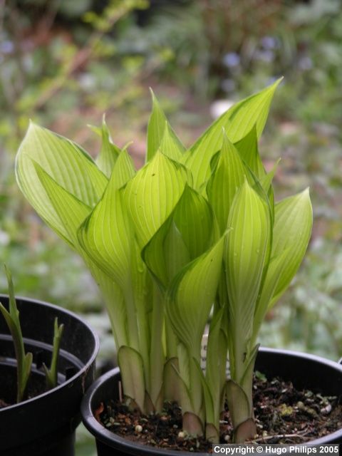 MyHostas Database: Info about Hosta June Fever